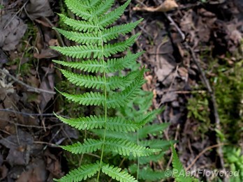 Plant form